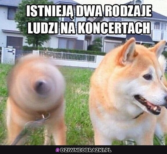 Dwa rodzaje ludzi na koncertach