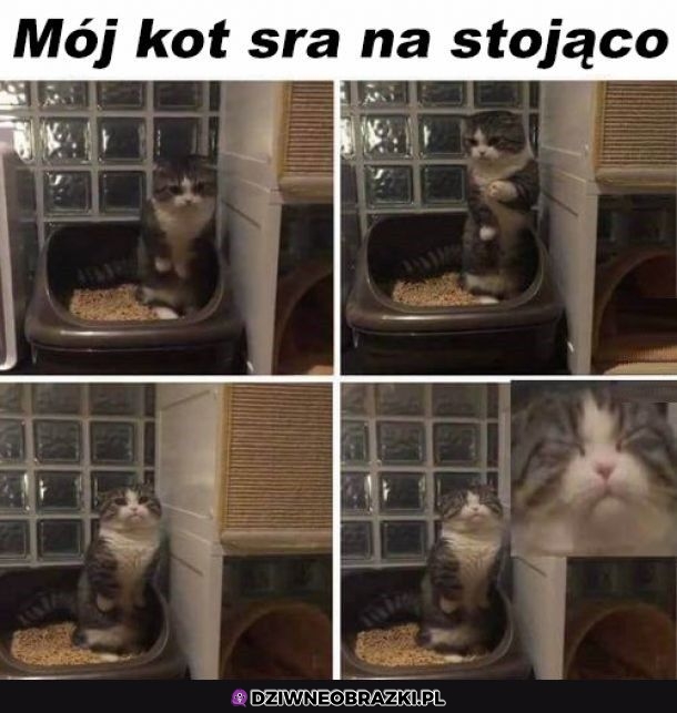 Dziwny koteł