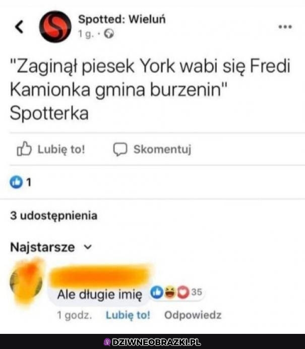 Zaginął piesek