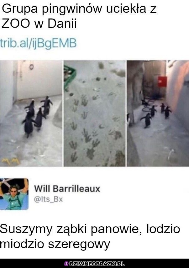 Ucieczka pingwinów