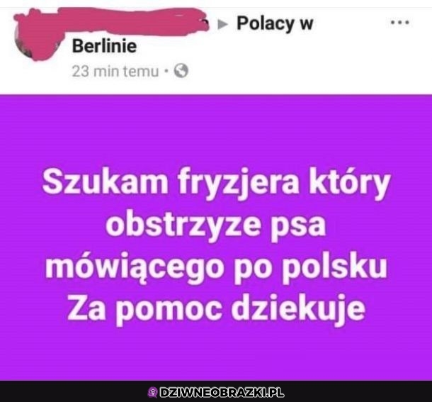 Poszukiwania