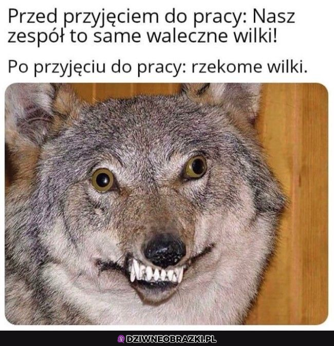 niezłe te wilki