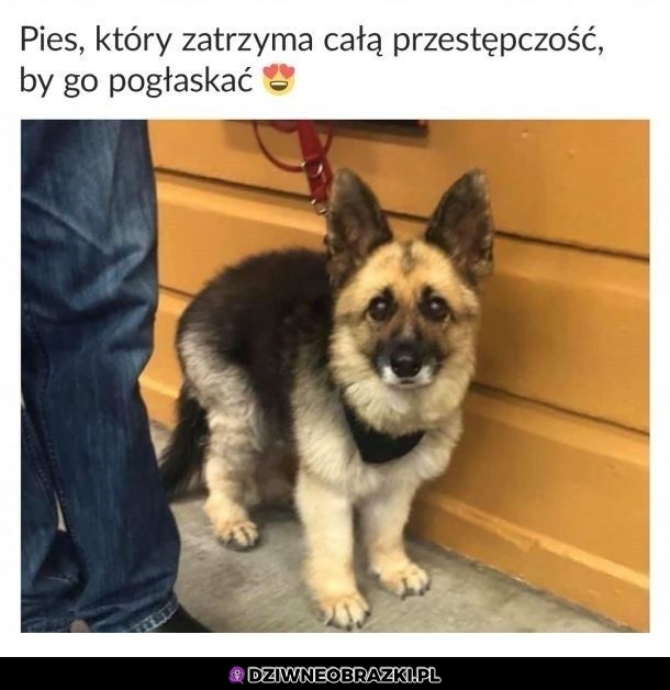 Dobry piesek