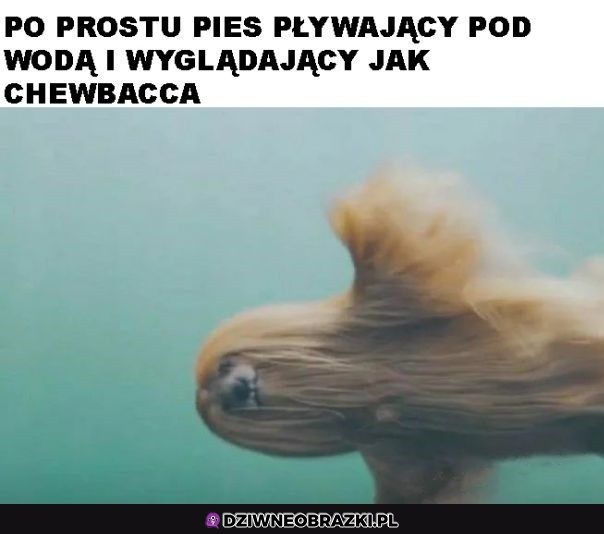 Pieseł podwodny