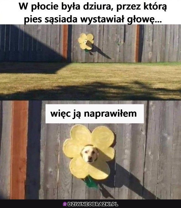 Dobry słonecznik