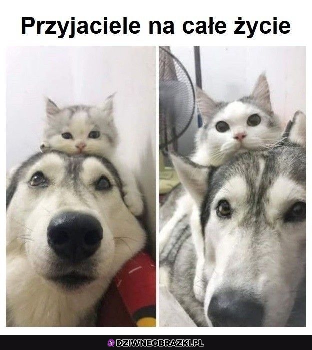 I bardzo fajnie