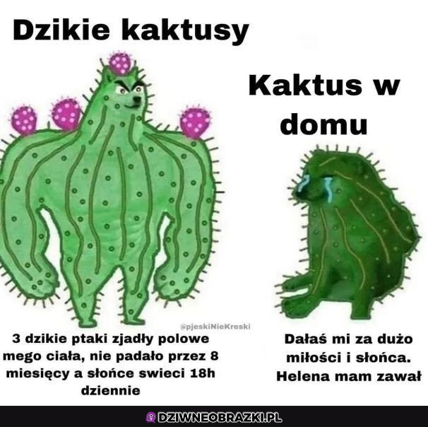 Kiedy postanowisz hodować kaktusy