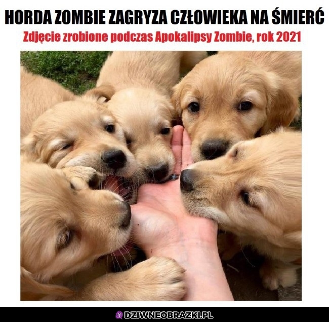 Horda zombie