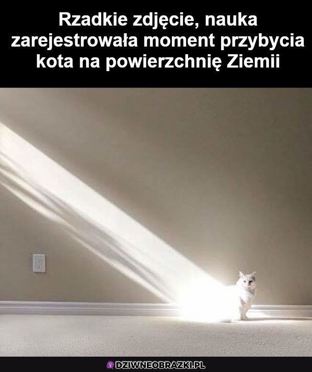 Pojawienie się kota na Ziemi