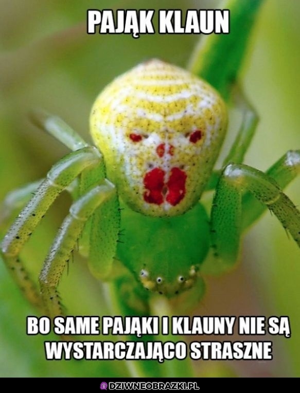 Pajączek