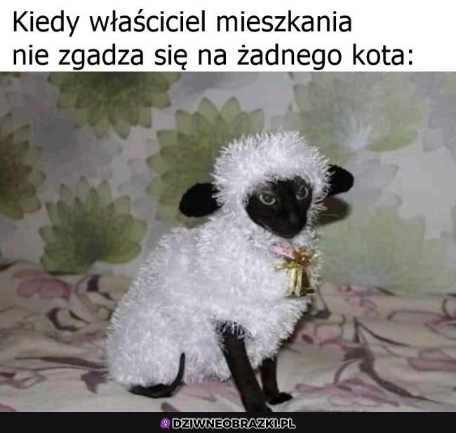 Żadnego kota