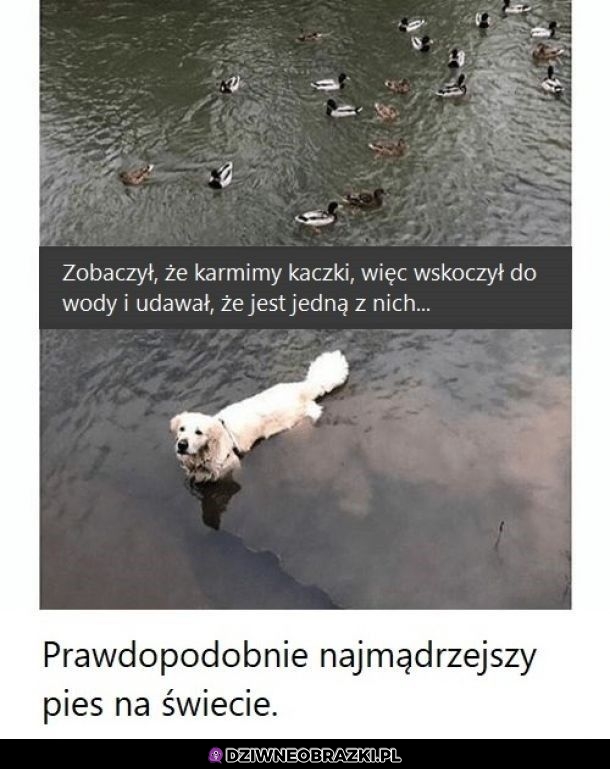 Mądry piesek
