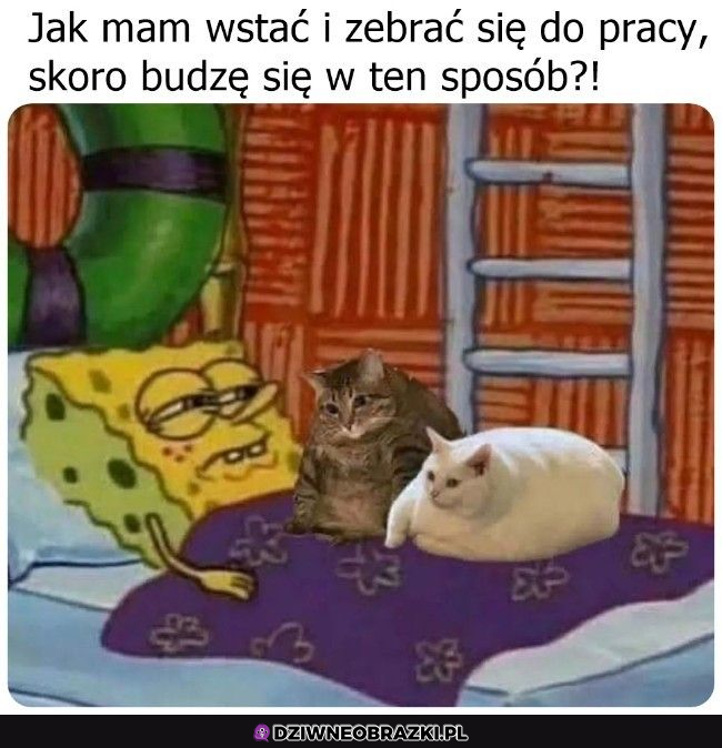 Nie da się