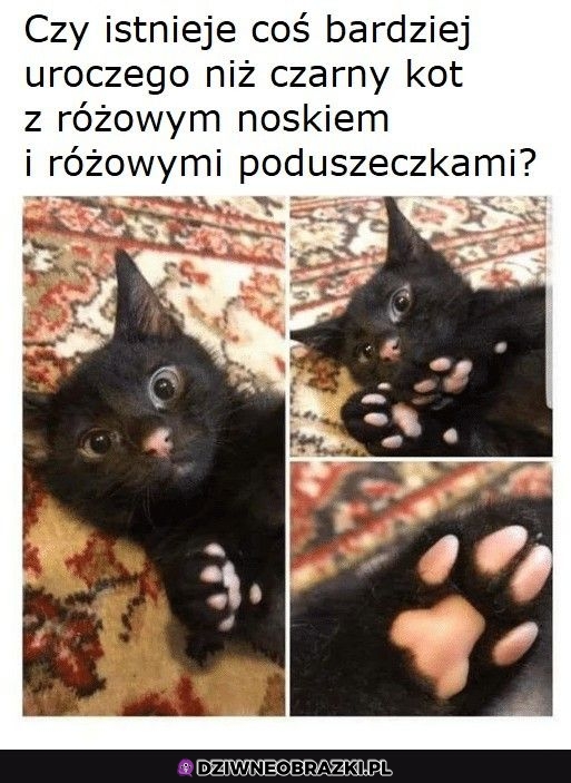 Uroczy kitku