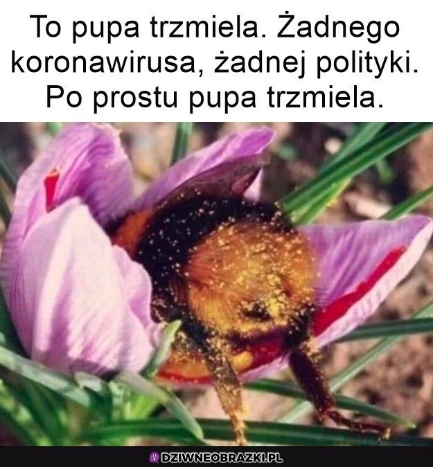 Trzmiel