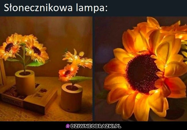 Lampka