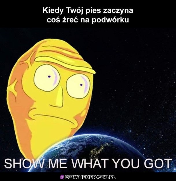 Pokaż to!
