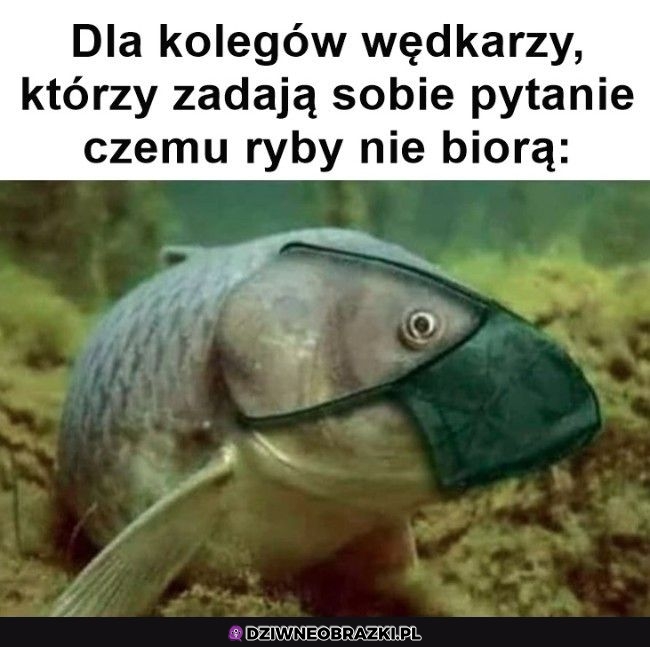 Właśnie dlatego