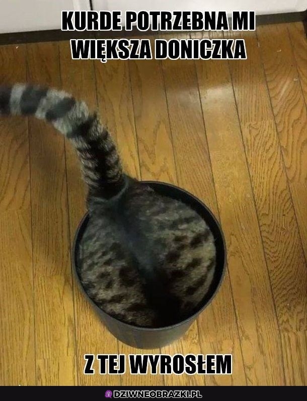 Większej potrzebuję