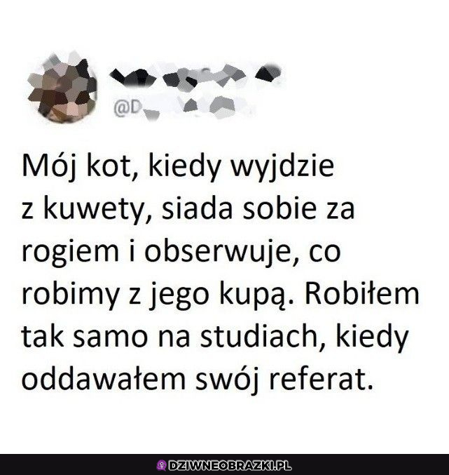 Kiedy kot się upodabnia do Ciebie