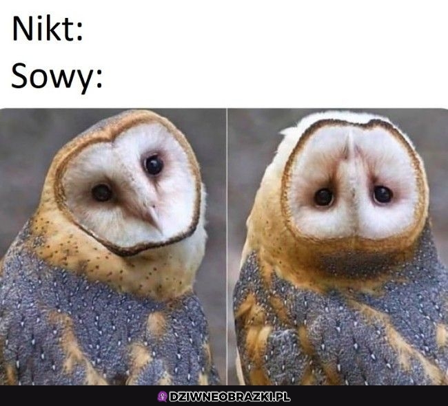 Sowy takie są