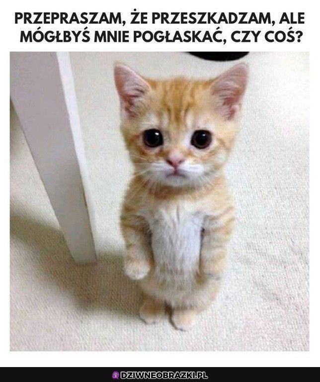 Przepraszam bardzo