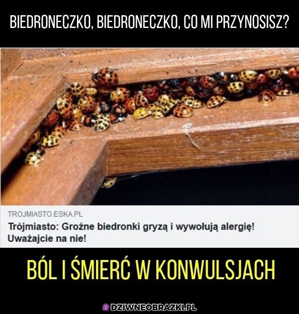 Biedroneczeki