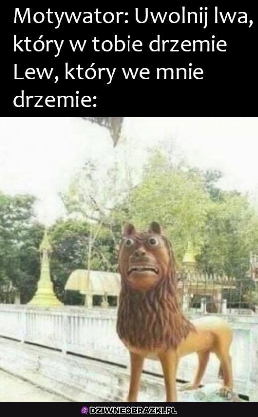 Mój lew