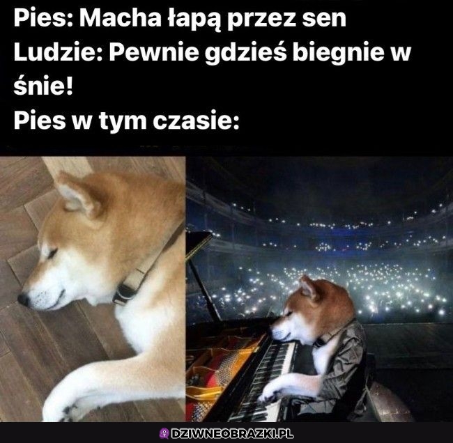 A może takie są psie marzenia?