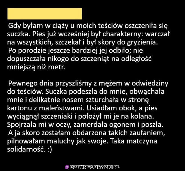 Kiedy wredota teściów ma młode