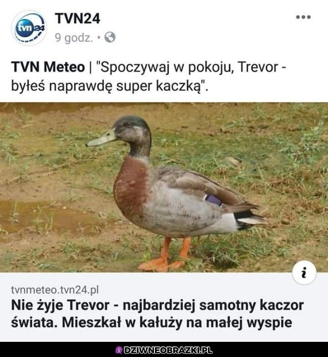 News dnia