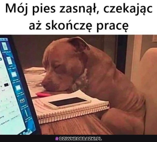 Słodki piesek