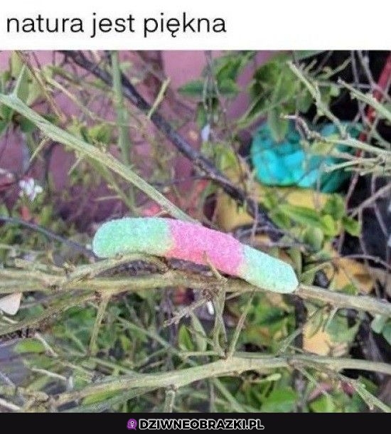 Wspaniała