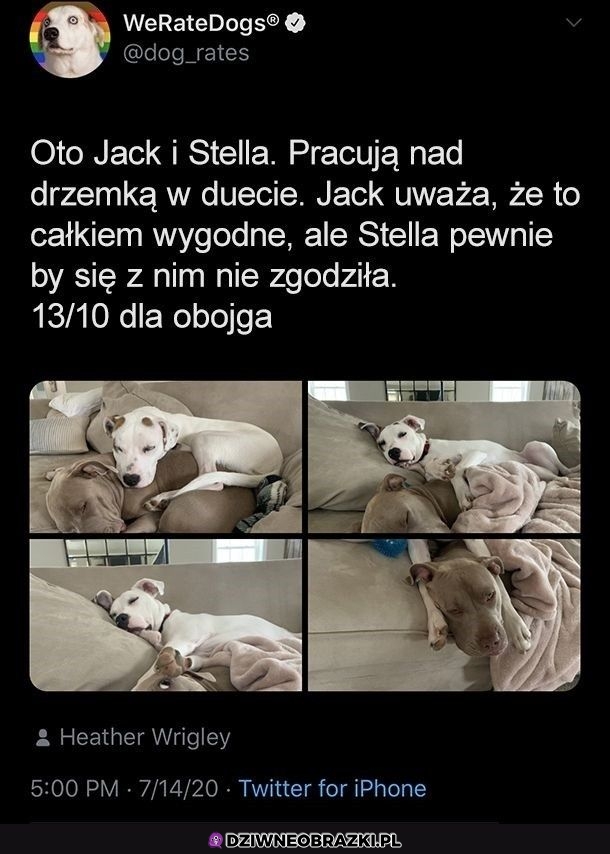 Ocenianie psich fotek